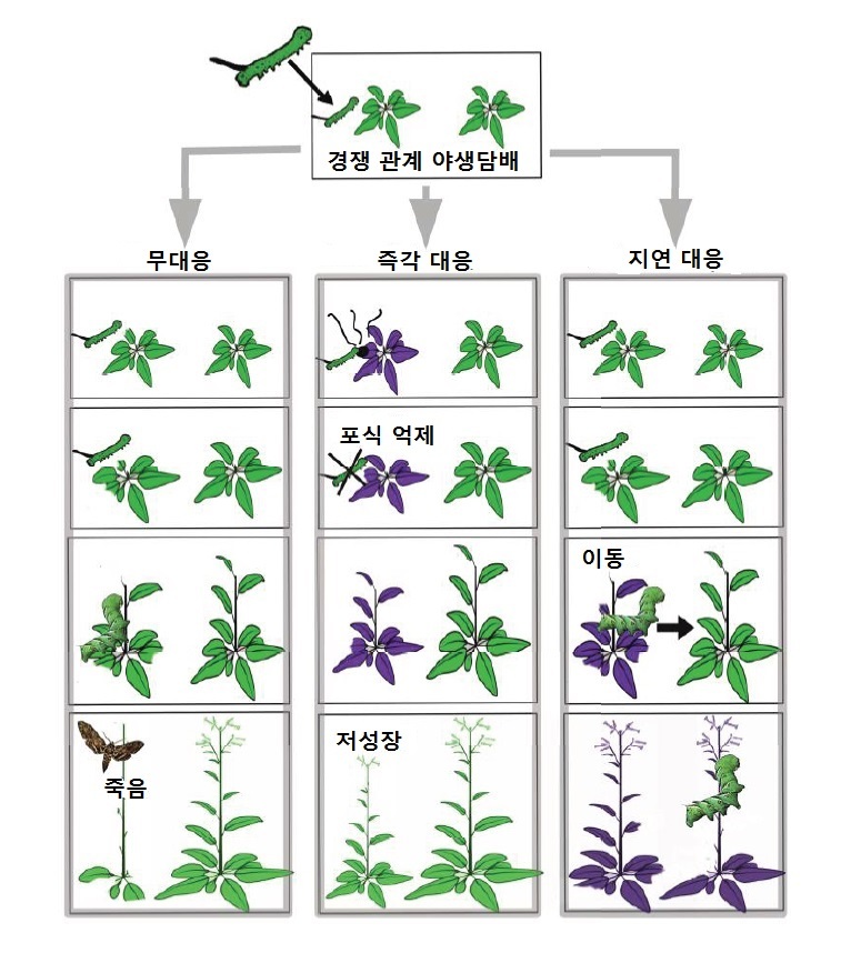 인접해 경쟁 관계인 야생담배 한 그루에 박각시나방 애벌레가 생겼을 때 어떤 일이 벌어지는지를 보인 모델. 무대응과 즉각 대응보다 지체된 대응을 한 개체가 유리하다는 사실을 보여준다. 바크만 외 (2019) ‘아메리칸 내추럴리스트’ 제공.