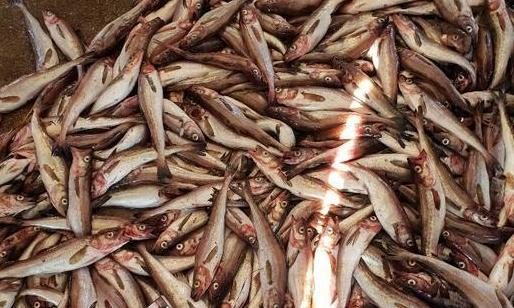 자연산 잡히고 양식 사라지고 고성 앞바다 명태 미스터리