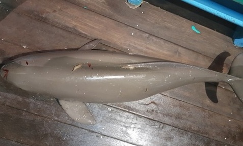 상괭이 혼획 막을 수 있는 그물코 크기 나왔다