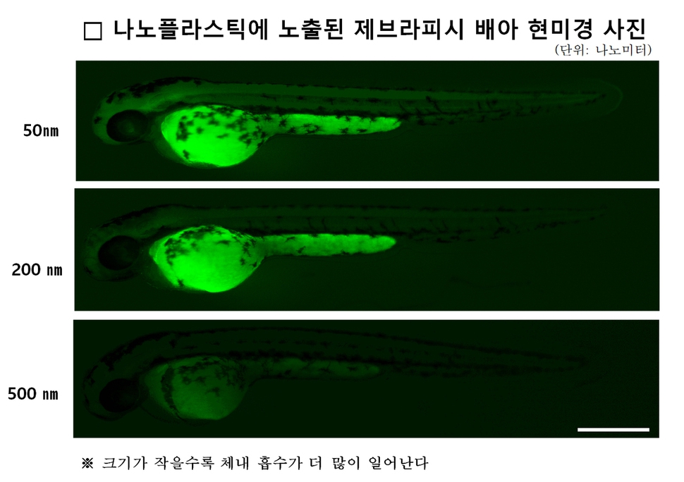 미세플라스틱 크기가 작을수록 제브라피시 배아에 더 많이 축적된다. 한국생명공학연구원 제공