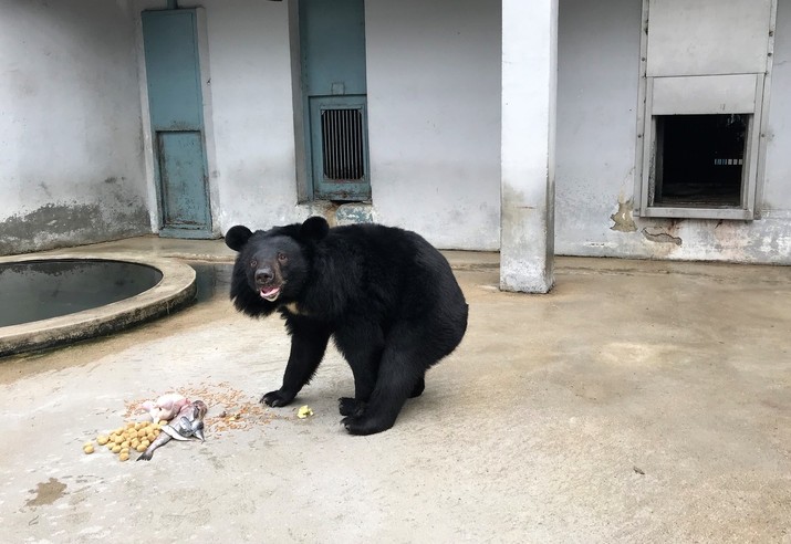 10일 오전 충북 청주시 청주동물원에서 반달가슴곰 반이가 음식을 먹고 있다. 웅담 채취 사육장에서 구출된 반이는 이날 태어나 처음 생일 축하를 받았다.