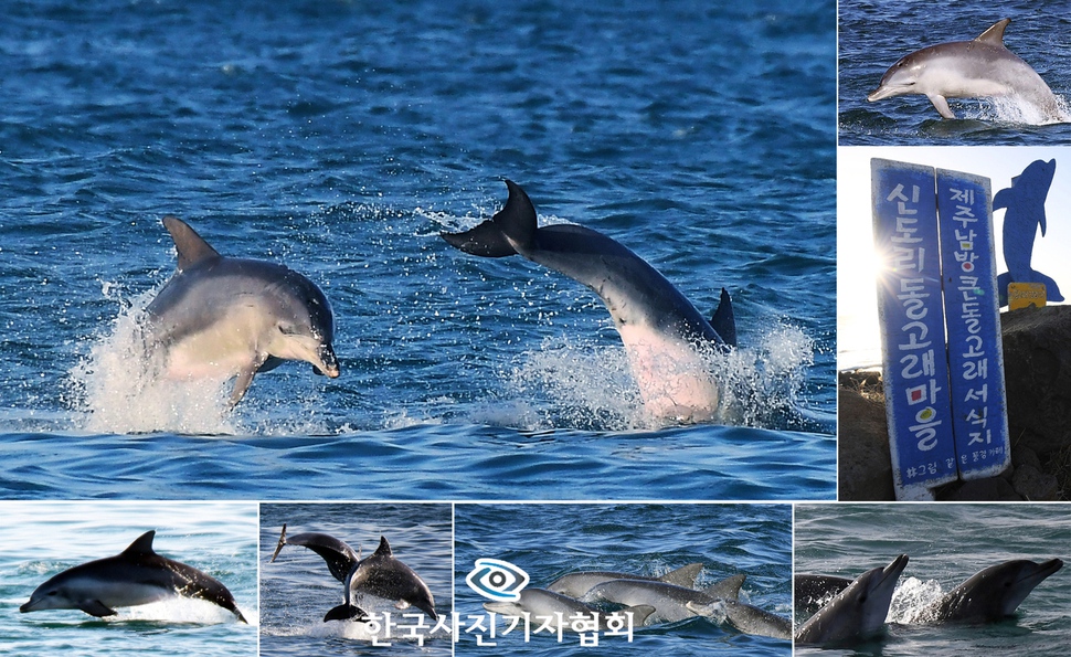 제주 남서쪽 서귀포 대정읍 해안도로. 달리던 차에서 바다를 응시하던 연구원이 다급하게 소리친다. “차 세우세요! 저기 보입니다.” 외침에 반응하여 다른 연구원들이 장비를 챙겨 신속히 차에서 내린다. 망원경으로 개체를 확인하는 연구원, 풍속계로 바람의 세기를 측정하는 연구원, GPS로 위치를 확인하는 연구원, 카메라로 사진을 찍은 연구원, 모두들 일사분란하게 움직인다. 남방큰돌고래 무리가 이들은 반기듯이 물위로 솟구친다. 국민일보 김지훈기자 한국사진기자협회