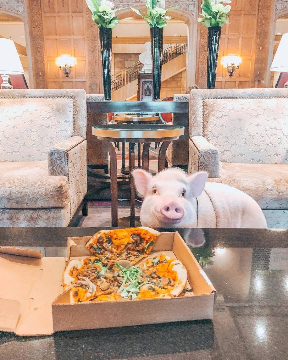 Instagram @Christopher―the―pig