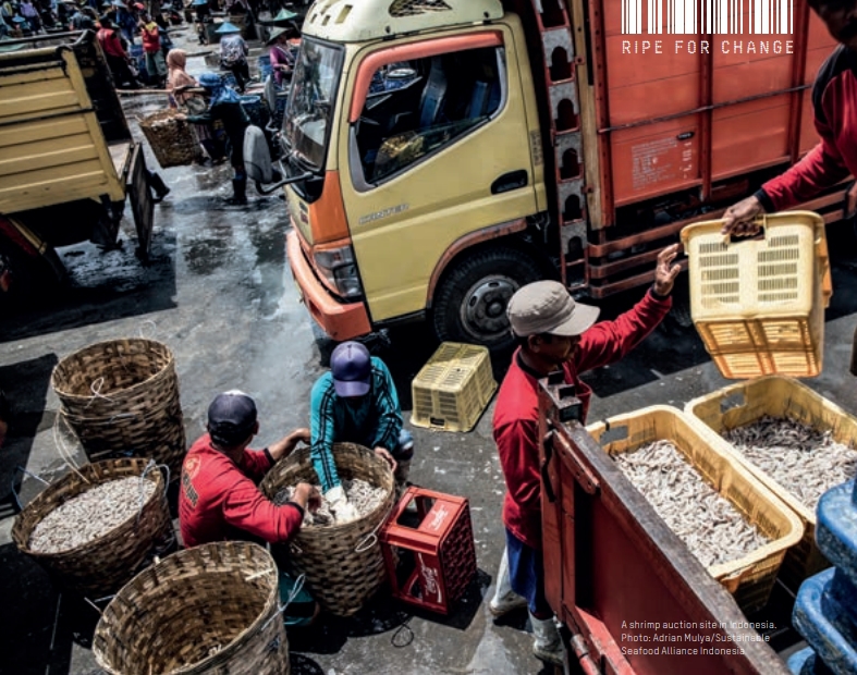 인도네시아의 새우 경매장. 옥스팜 보고서