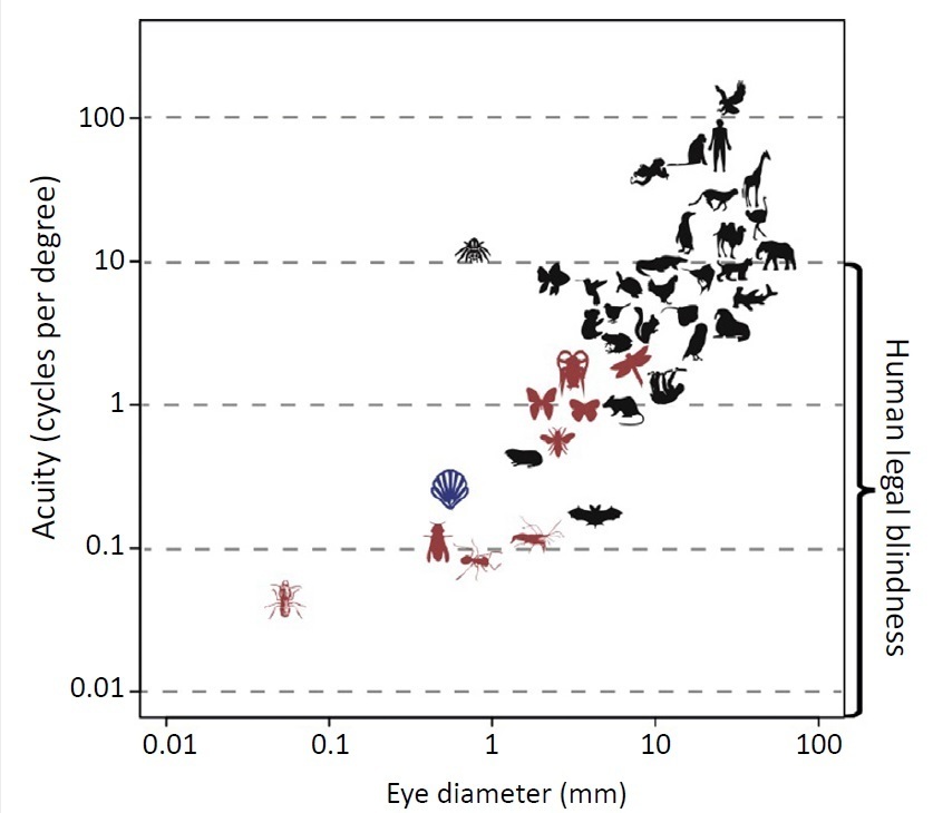 동물의 시력 분포. 가로축은 눈 지름이고 세로축은 시력이다. 사람은 최상위에 위치한다. 케이브스 외 (2018) ‘생태학과 진화 동향’ 제공.