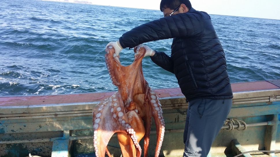 동해안에서 포획한 대문어. 참문어보다 훨씬 크다. 국립수산과학원 제공.