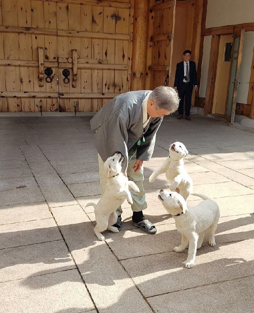 문재인 대통령이 6일 청와대 관저에서 김정은 북한 국무위원장이 선물한 풍산개 곰이-송강의 새끼들을 살펴보고 있다. 청와대 제공