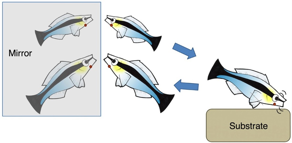 마크 테스트 실험의 얼개. 자기 눈에 보이지 않는 표시를 거울에서 발견한 놀래기는 바닥에 이를 문질러 떼어내려 했다. 코다 외 (2019) ‘플로스 바이올로지’ 제공.