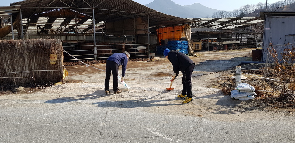 충북 충주의 한 농장이 지난 7일 구제역 확산을 막으려고 축사 앞에 생석회를 뿌리고 있다. 충주시 제공