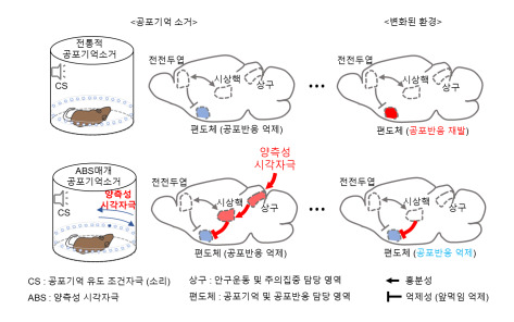 생쥐를 통한 트라우마 치료 실험 개념도.
양측성 자극을 사용한 공포기억 반응-감소의 원리기존의 공포기억 반응-감소 모델에서는 안전한 환경에서 공포기억을 유도하는 조건 자극(CS, 소리)을 반복적으로 제시, 공포기억을 억제하는 새로운 기억을 형성한다(왼쪽 위). 하지만 시간이 지나거나 변화된 환경에 놓이면 공포반응이 쉽게 재발한다(오른쪽 위).
반면 양측성 시각자극(ABS)을 이용한 공포기억 반응-감소 모델에서는 양측성 자극이 안구운동 및 주의집중을 담당하는 뇌 영역(상구)을 자극해 공포반응을 담당하는 편도체를 억제하는 새로운 신경회로가 활성화 된다(왼쪽 아래). 이 회로는 변화된 환경에서도 안정적으로 편도체를 억제해 공포반응의 재발을 줄이고 더 효과적인 정신적 외상 치료를 유도한다.(오른쪽 아래)  기초과학연구원 제공