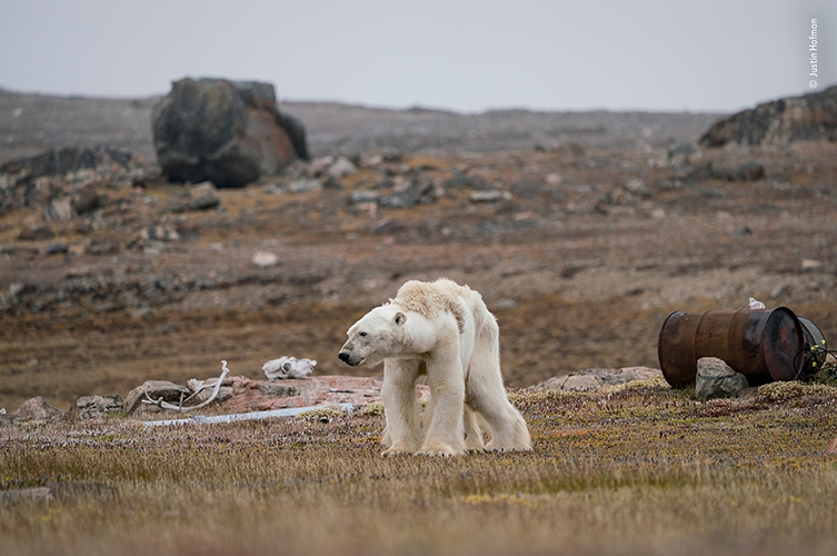 ‘북극곰의 투쟁’(A Polar Bear’s Struggle). 사진 저스틴 호프먼, 런던자연사박물관 제공