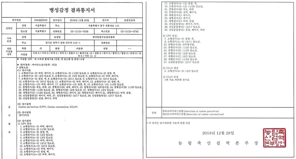 서울시에서 농림축산검역본부에 의뢰해 실시한 한국동물구조관리협회 파보 바이러스 검사 결과. 시료 30점 중 21점(70%)에서 파보 바이러스가 검출됐다. 서울시 제공