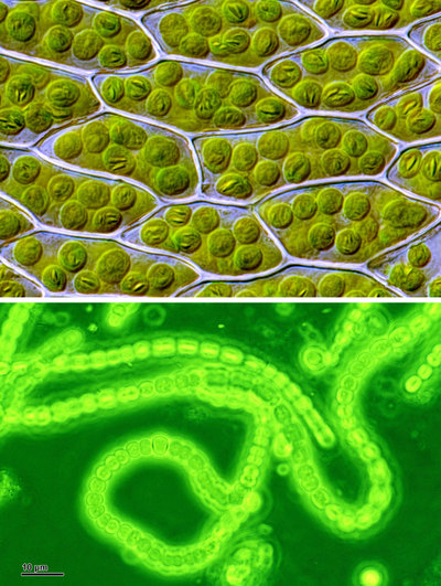 미생물의 일종인 시아노박테리아는 지금도 바닷속에 살고 있지만, 또한 모든 식물 안에서도 엽록체로 변신해 그 존재의 흔적을 남기고 있다. 10억년 전쯤, 시아노박테리아를 엽록체로 받아들여 이뤄진 공생을 통해 식물은 비로소 광합성 능력을 갖추게 됐다. 사진 위는 이끼류 식물의 세포들 안에 녹색 알갱이처럼 자리잡은 엽록체의 모습, 아래는 여러 시아노박테리아가 만든 사슬 모양. 위키미디어 코먼스 제공