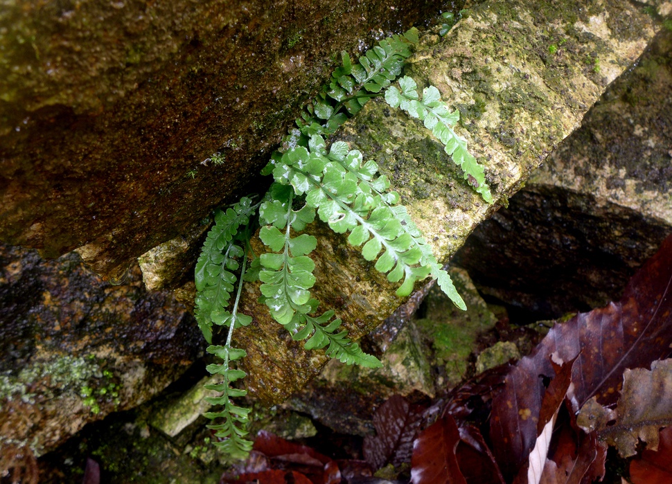 산꼬리고사리