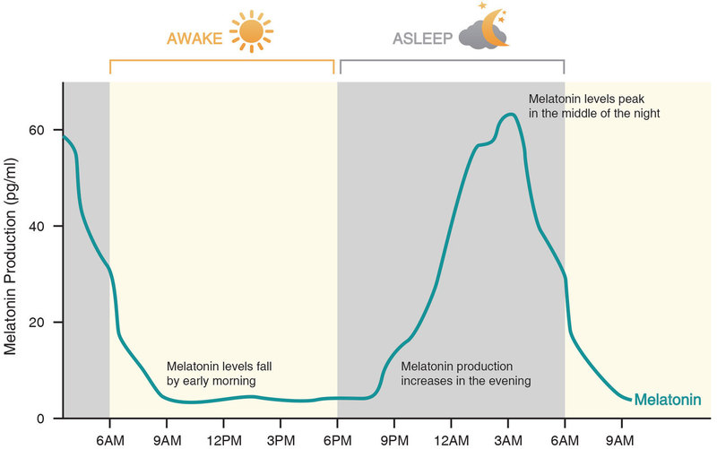 낮과 밤의 멜라토닌 분비량 변화. 카이스트 제공