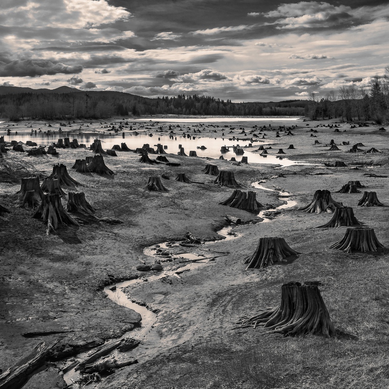 풍경 부문 수상작, 작품명 Stumps, Alder Lake, Nisqually River, Washington', Hal Gage, 미국. ? Hal Gage, United States of America, 1st Place, Open, Landscape (Open Competition), 2019 Sony World Photography Awards