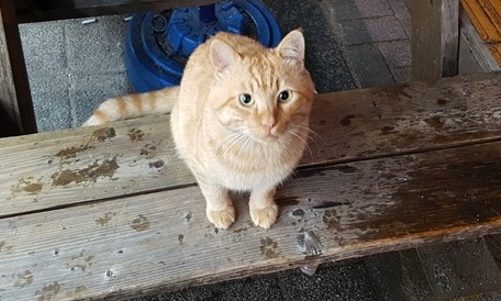 원룸 옥상에서 이불에 싸여 불 탄 고양이 발견