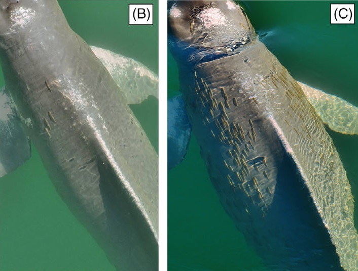 아마존강돌고래 피부에 붙은 칸디루. 오른쪽 개체에는 매우 많은 수의 칸디루가 보인다. 아라우주-왕 외 (2019) ‘해양 포유류 과학’ 제공.