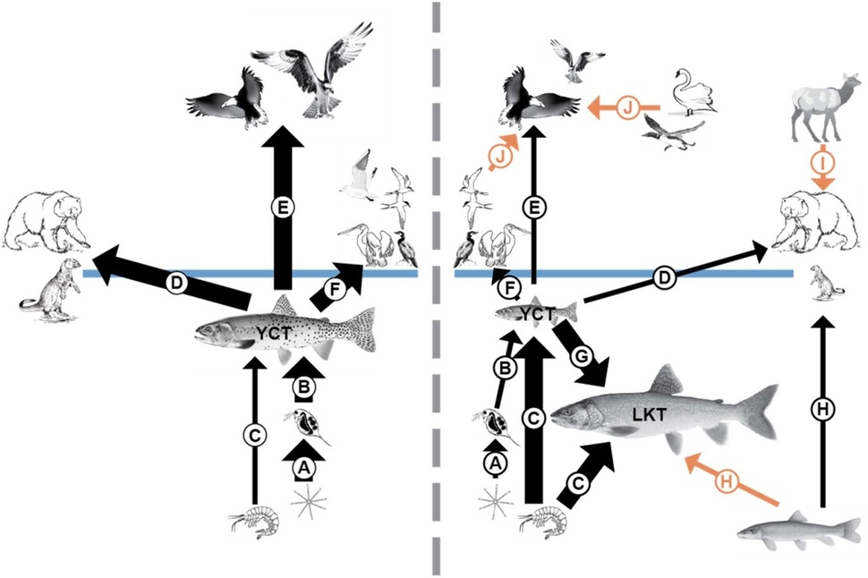 외래 곤들매기(LKT) 도입 이전(왼쪽)과 이후의 생태계 먹이 그물 형태. 토종 송어(YCT)가 줄면서 조류와 맹금류 포식자에 이어 그들의 새로운 먹이에까지 영향을 끼쳤음을 보여준다. 토드 코엘 외 (2019) ‘사이언스 리포트’ 제공.