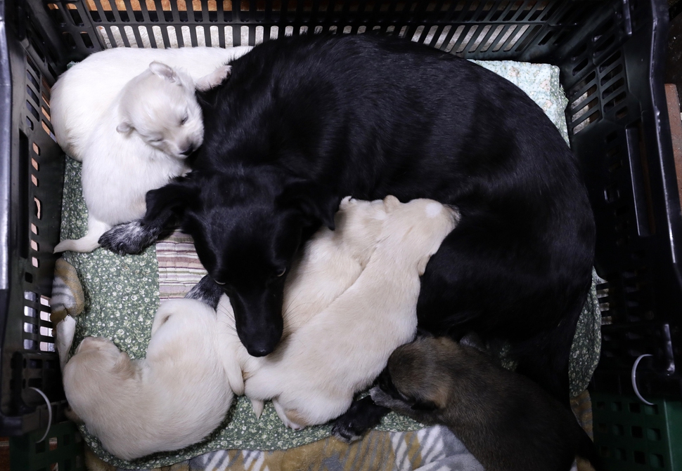 백사마을에서 구조된 유기견과 새끼들이 경기 고양시 능곡동  ‘고양시 유기동물 거리입양 캠페인’(고유거)에서 치료를 받고 있다. 고양/김명진 기자 littleprince@hani.co.kr