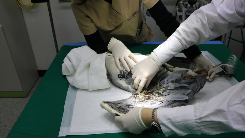 광주광역시 보건환경연구원 산하 ‘광주 야생동물구조관리센터’ 수의사들이 골절상을 입고 입소한 새를 치료하고 있다. 광주시보건환경연구원 제공