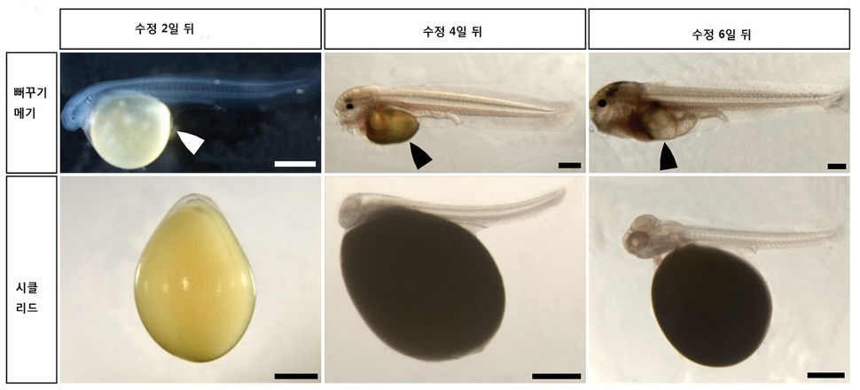 뻐꾸기 메기의 알은 숙주의 알보다 작고 일찍 깨어난다. 메기가 난황을 모두 섭취했을 때(수정 6일 뒤) 숙주 새끼가 태어난다. 코헨 외 (2019) ‘필로소피컬 트랜스액션 비’ 제공.