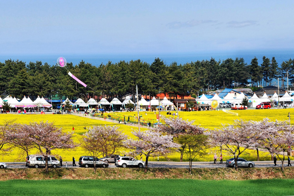 삼척맹방유채꽃축제가 29일 개막해 4월25일까지 근덕면 상맹방리 일대에서 열린다. 삼척시청 제공