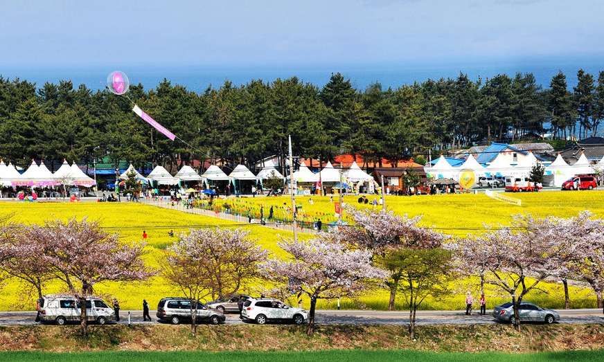 유채꽃 보고 대게 먹고… 삼척유채꽃·대게축제 개막