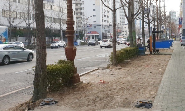 부산, BRT 공사로 가로수 수백 그루 옮겨심기로