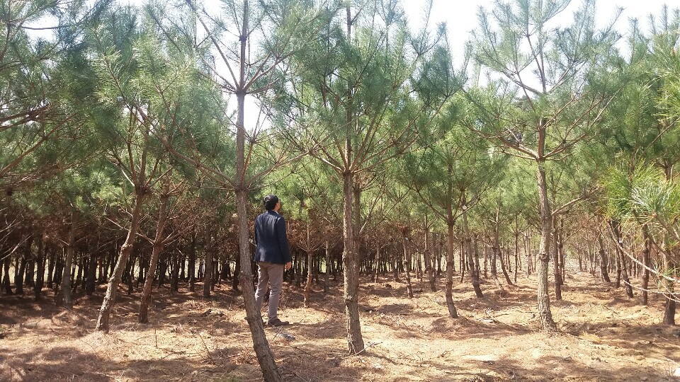 보은군이 일반 판매에 나서 논란이 일고 있는 정이품송 자목. 정이품송 솔방울 씨앗을 받아 키웠으며, 정이품송과 유전자가 거의 일치하는 것으로 알려졌다. 보은군 제공