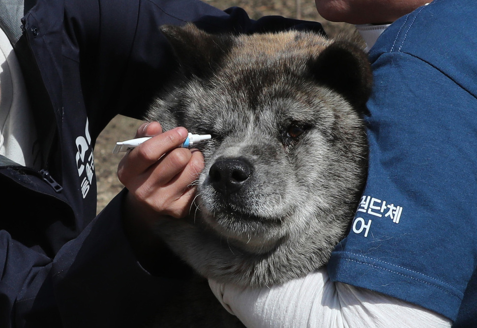 5일 오후 강원도 고성군 토성면 인흥리에서 동물권보호단체 케어 회원들이 화재로 인해 부상을 입은 동물들을 치료하고 있다. 고성/백소아 기자 thanks@hani.co.kr