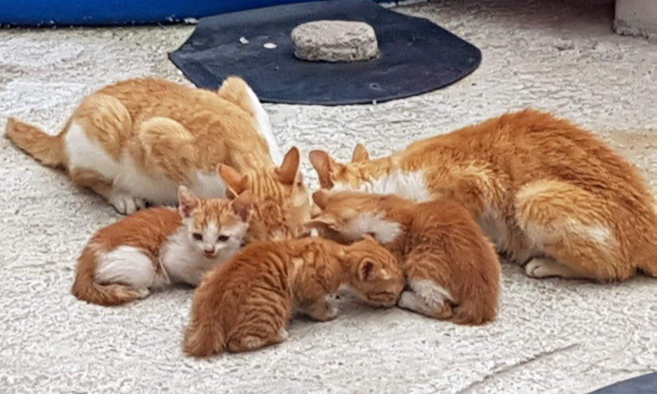 한국에도 고양이 섬 생긴다