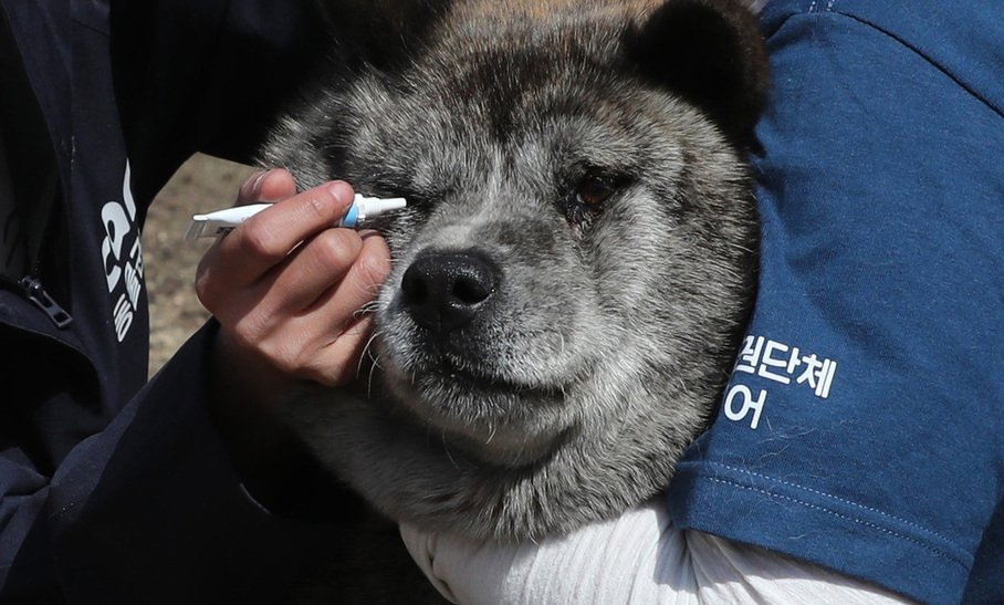 [포토] 산불…동물에게도 재난