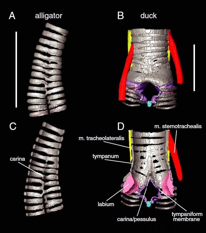 조류와 가까운 친척인 악어(왼쪽)와 오리의 기도 형태 비교. 위는 겉모습, 아래는 단면이다. B와 D에서 기관지가 갈라지는 곳에 있는 울대(보라색)를 볼 수 있다. 에반 킹슬리 외 (2018) ‘PNAS’ 제공.