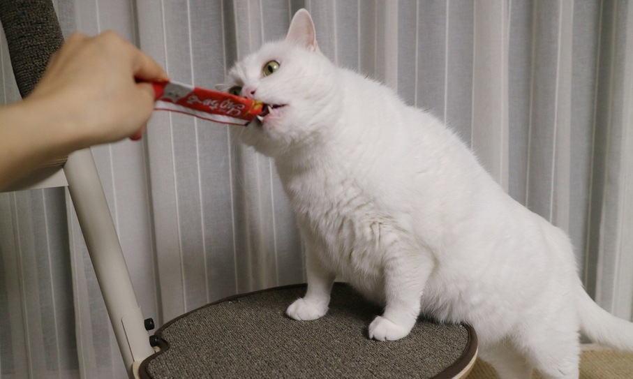 고양이 마약간식, ‘츄르’엔 뭐가 들었나