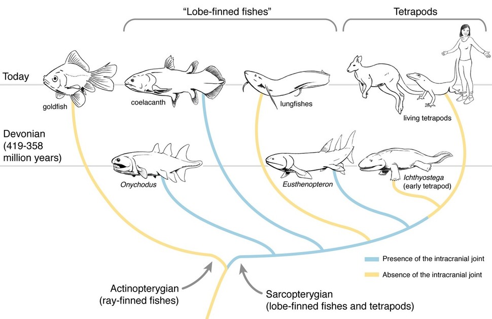 단순화한 경골어류의 계통도. 실러캔스(위 왼쪽에서 두 번째)는 어류의 99%를 차지하는 보통의 물고기보다 사람 등 네발 보행 척추동물에 가깝다. 또 폐어(위 왼쪽에서 세 번째)가 실러캔스보다 사람의 직접 조상 계열이다. 휴고 두텔, 브리스톨대 제공.