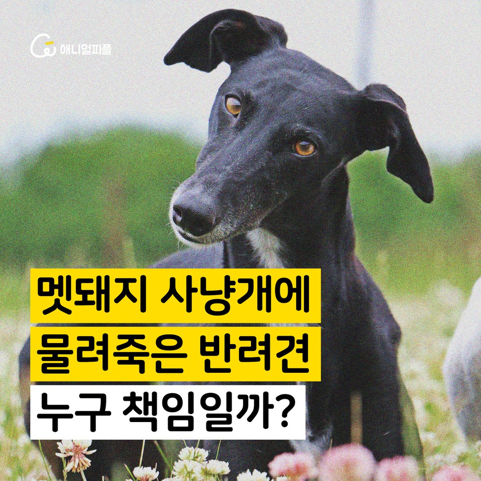 애니멀피플