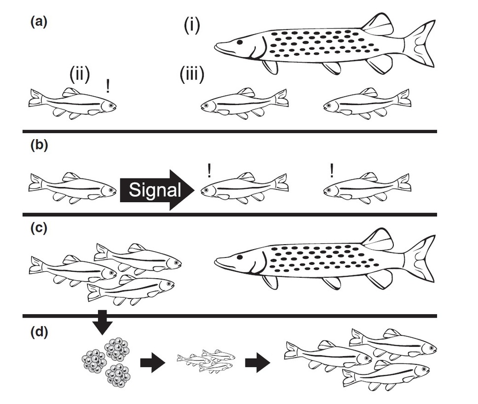 패트헤드 민노의 화학물질 신호. (a) 화학 신호를 하는 상황은 포식자인 강꼬치를 보았거나 쫓겼을 때, 아는 동료가 있을 때 등이다. (b) 화학 신호는 의도적으로 방출된다. (c) 신호를 받은 동료는 단단히 뭉쳐 포식 위험을 줄인다. (d) 신호를 내는 개체나 신호를 받는 개체는 이런 행동으로 이득을 보며 그런 형질은 후손으로 전달된다. 바이로스-노바크 외 (2019) ‘동물생태학 저널’ 제공.