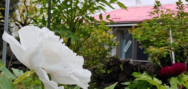 김순이 시인이 은퇴한 뒤 정착한 제주도 성산읍 난산리의 집. 작은 정원에 목련을 비롯한 봄꽃들이 활짝 피었다. 사진 김경애 기자