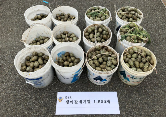 태안해양경찰서가 지정문화재 보호구역인 충남 태안군 난도 등에서 야생 괭이갈매기 알을 불법 채집해 실어 낸 혐의로 이모 씨 등 5명을 23일 불구속 입건하고 괭이갈매기 알 1천600여개를 증거물로 압수했다. 사진은 태안해경이 압수한 괭이갈매기 알. 2019.4.23 연합뉴스