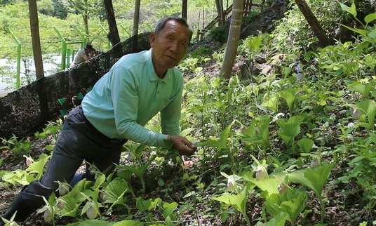 “이름도 모른채 짝사랑한 ‘광릉요강꽃’ 30년만에 활짝 폈네요”