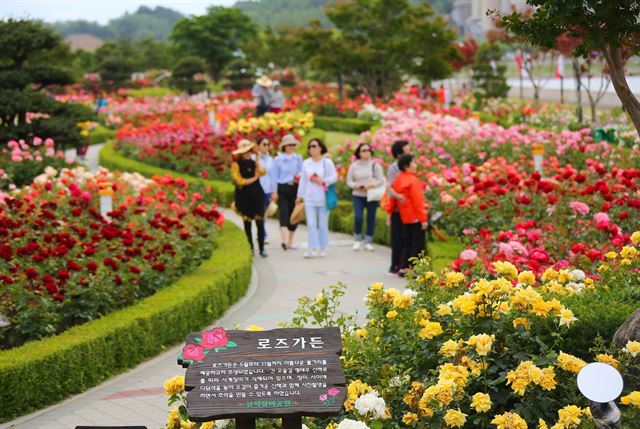 세계 최대 규모를 자랑하는 삼척장미축제가 15일부터 19일까지 강원도 삼척시 오십천 장미공원 일원에서 열린다. 삼척 장미공원에는 8만4730㎡의 면적에 222종 16만 주의 장미가 자라고 있다. 삼척시청 제공