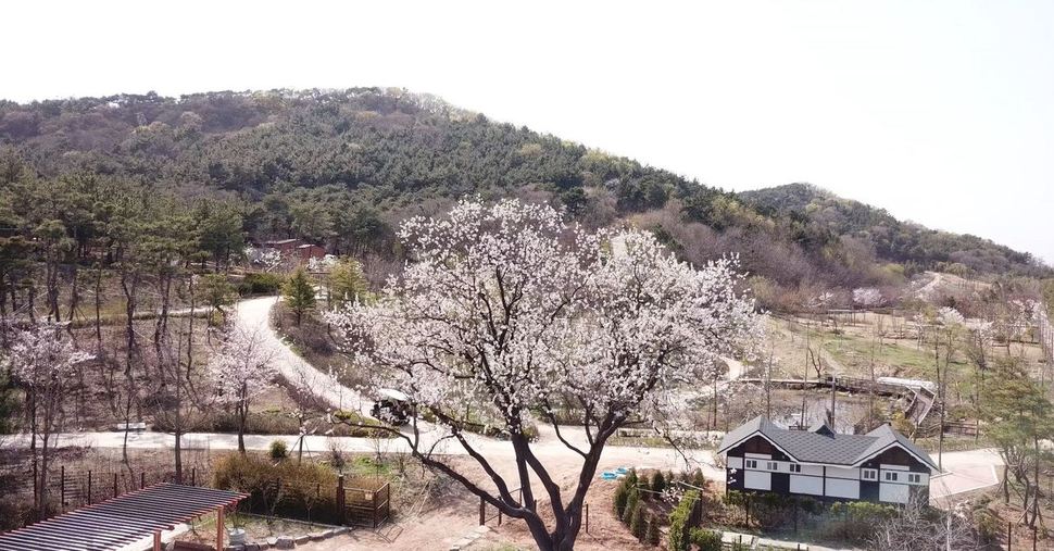 경기도 안산시 선감도에 숲과 바다를 함께 즐길 수 있는 ‘바다향기수목원’이 10일 개장했다. 경기도 제공