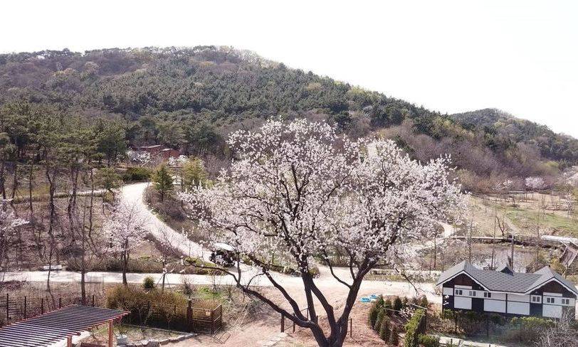 안산 선감도에 101만㎡ 규모 ‘바다향기수목원’ 개장