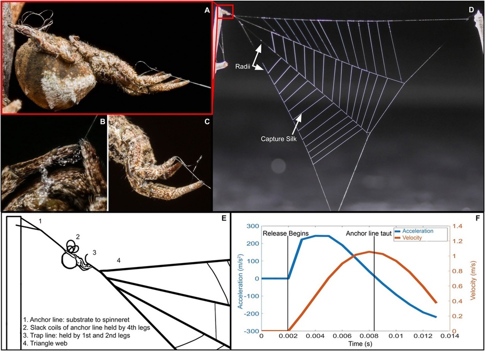 부채거미의 사냥 행동 분석. A. 앞과 뒷다리로 각각 고정용과 포획용 거미줄을 움켜쥔 부채거미. 거미는 두 거미줄을 잇는 다리 구실을 한다. B. 꽁무니에서 나온 고정 거미줄을 뒷다리로 쥐고 있다. C. 사냥용 거미줄을 쥔 앞다리. D, E. 끈끈이가 달린 사이 그물과 힘을 지탱하는 고정그물로 이뤄진 부채거미의 거미줄 얼개. F. 몸을 ‘발사’한 뒤 가속도(푸른 선)와 속도 그래프. 새러 한 제공.