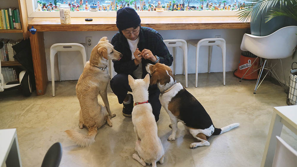 한민경 작가가 자신이 운영하는 게스트하우스 ‘슬로우트립’에서 개들과 시간을 보내고 있다. 왼쪽부터 호삼이, 캐롤, 호이.