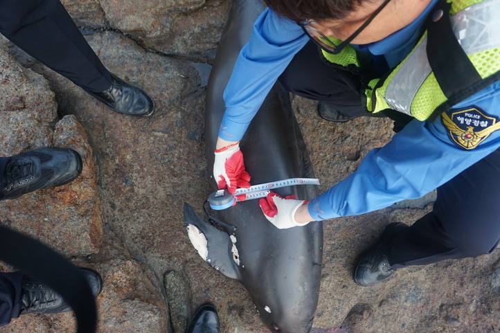 지난 15일 오후 6시30분께 멸종위기 보호종인 상괭이 사체가 전북 부안군 변산면 채석강 근처에서 발견됐다. 몸둘레가 90㎝이다. 부안해경 제공