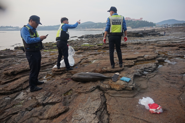 부안해경이 지난 15일 오후 전북 부안군 변산면 채석강 근처에서 상괭이 사체를 발견했다. 부안해경 제공