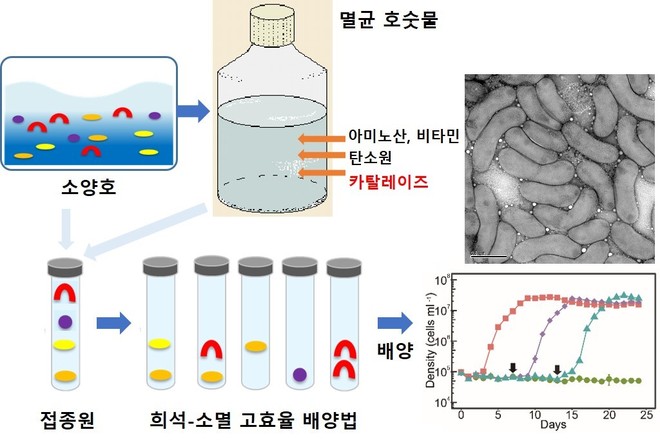 소양호에서 acI 분기군을 배양한 배양방법 모식도. 인하대 제공