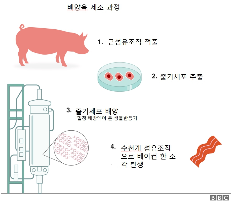 배양육 제조 과정